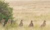 Cheetah Safari + Flights