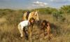 Horse riding and Horse safaris