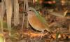Sapa National Park Bird Watching Tour